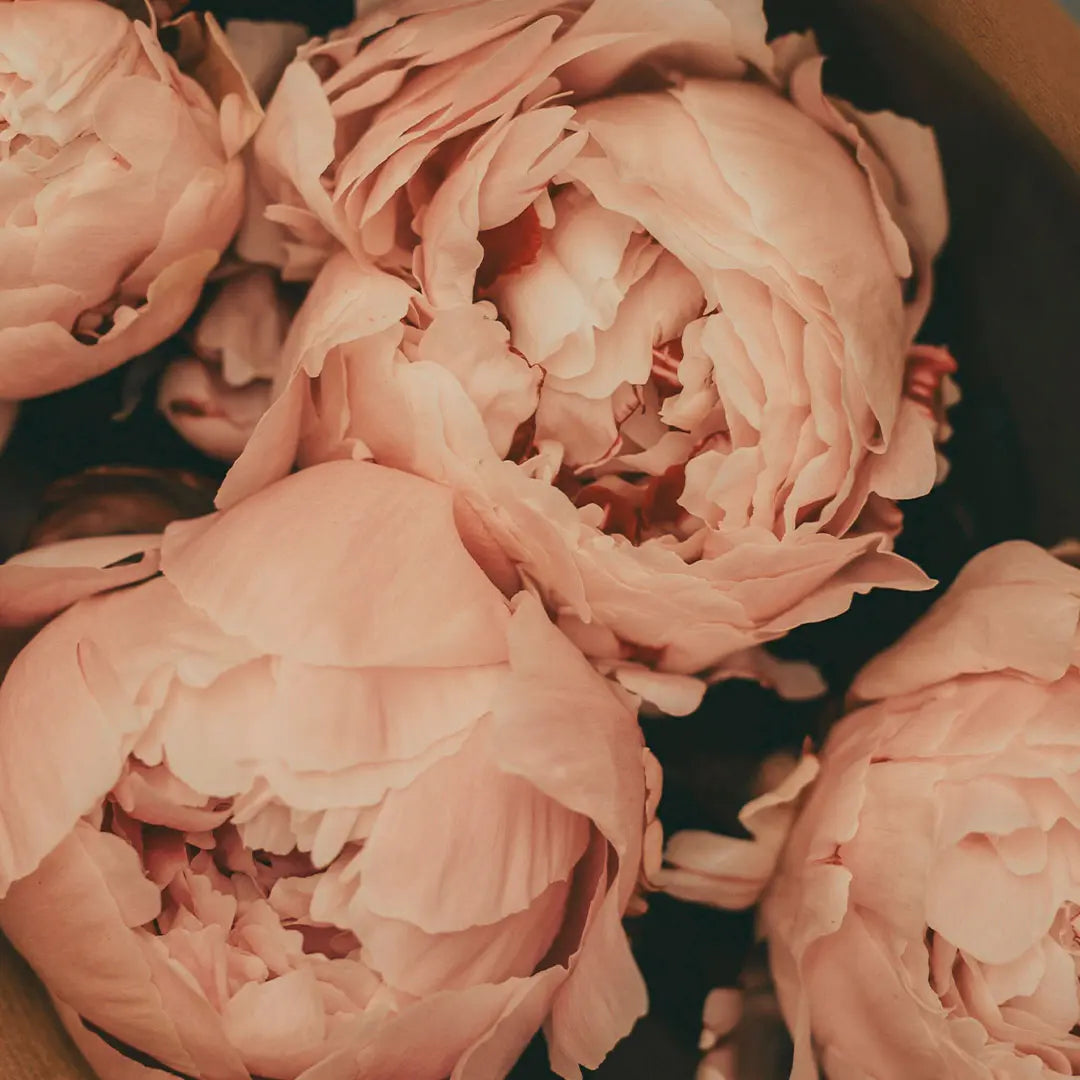 Lush — ingrediente